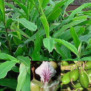 Kardemomme - Elettaria cardamomum
