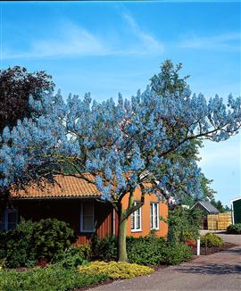Blå Kejsertræ Paulownia tomentosa – Bjarne's frø og planter