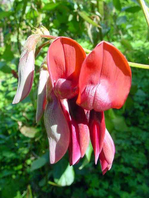 Dusky Coral Pea - Kennedia rubicunda
