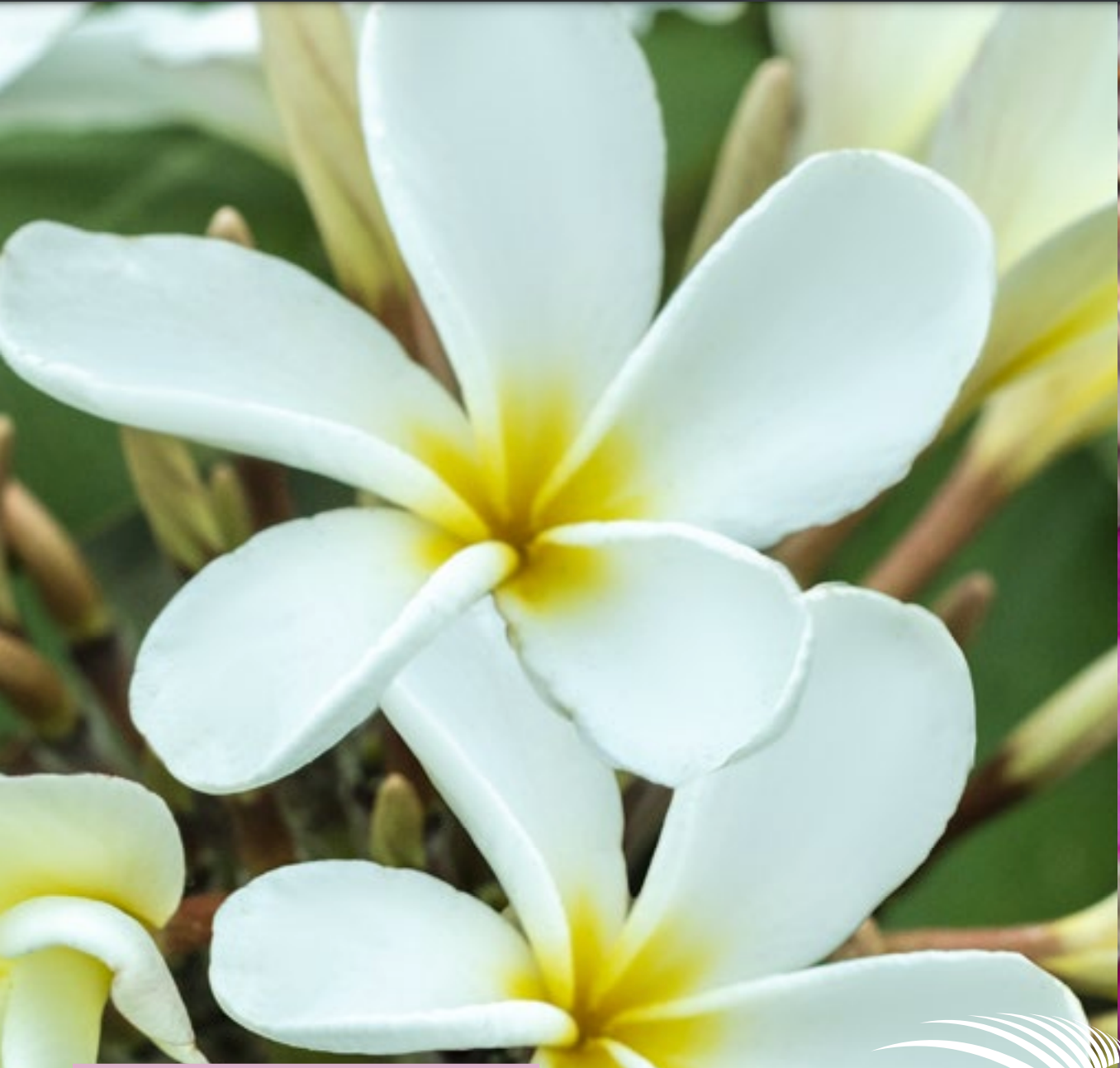 Plumeria - Ken's White - PLANTE!