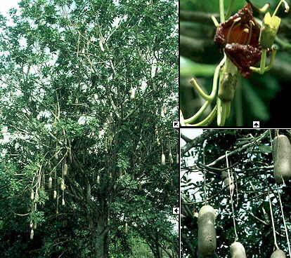 Pølsetræ - Kigelia Pinnata - Plante