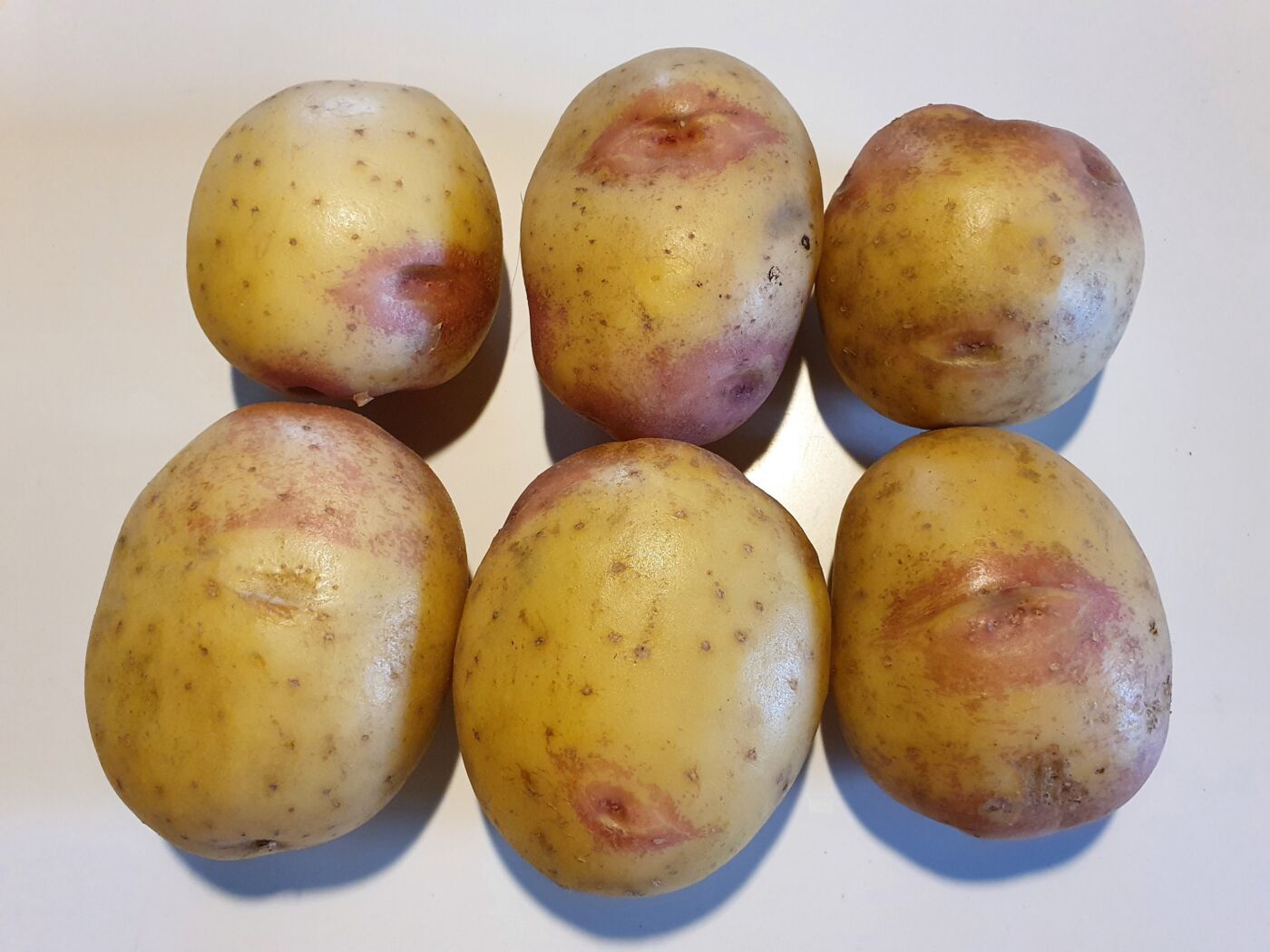 Bondens Bedste – KING EDWARD 1,5 KG – Læggekartoffel