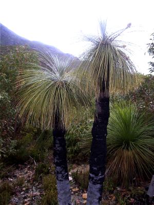 Australsk Græstræ - Kingia Australis