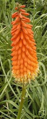 Raketblomst - Kniphofolia uvaria - Red Hot Poker Mix