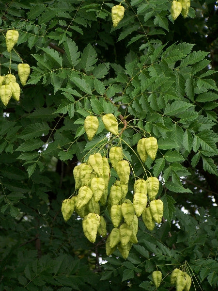 Kinesertræ - Koelreuteria Paniculata