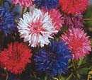Kornblomster "Polkadot mix"