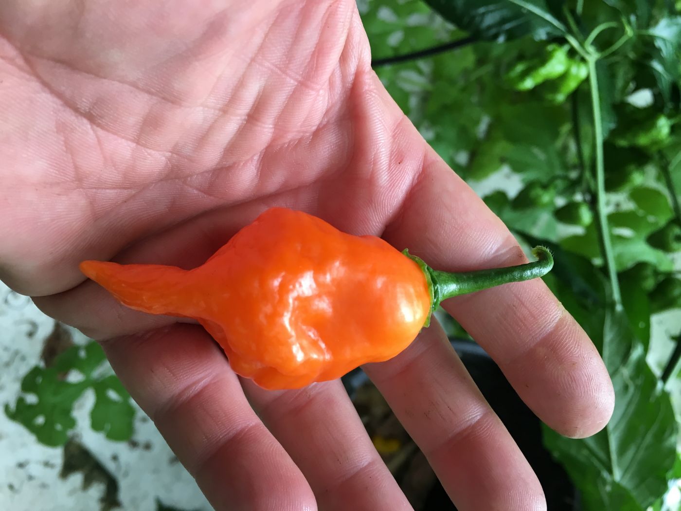 Kraken Peach - 100 gram