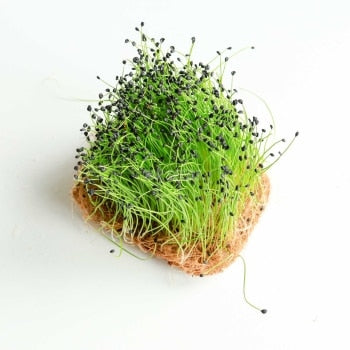 Mikro Grønt - Porre spire - 50 Gram