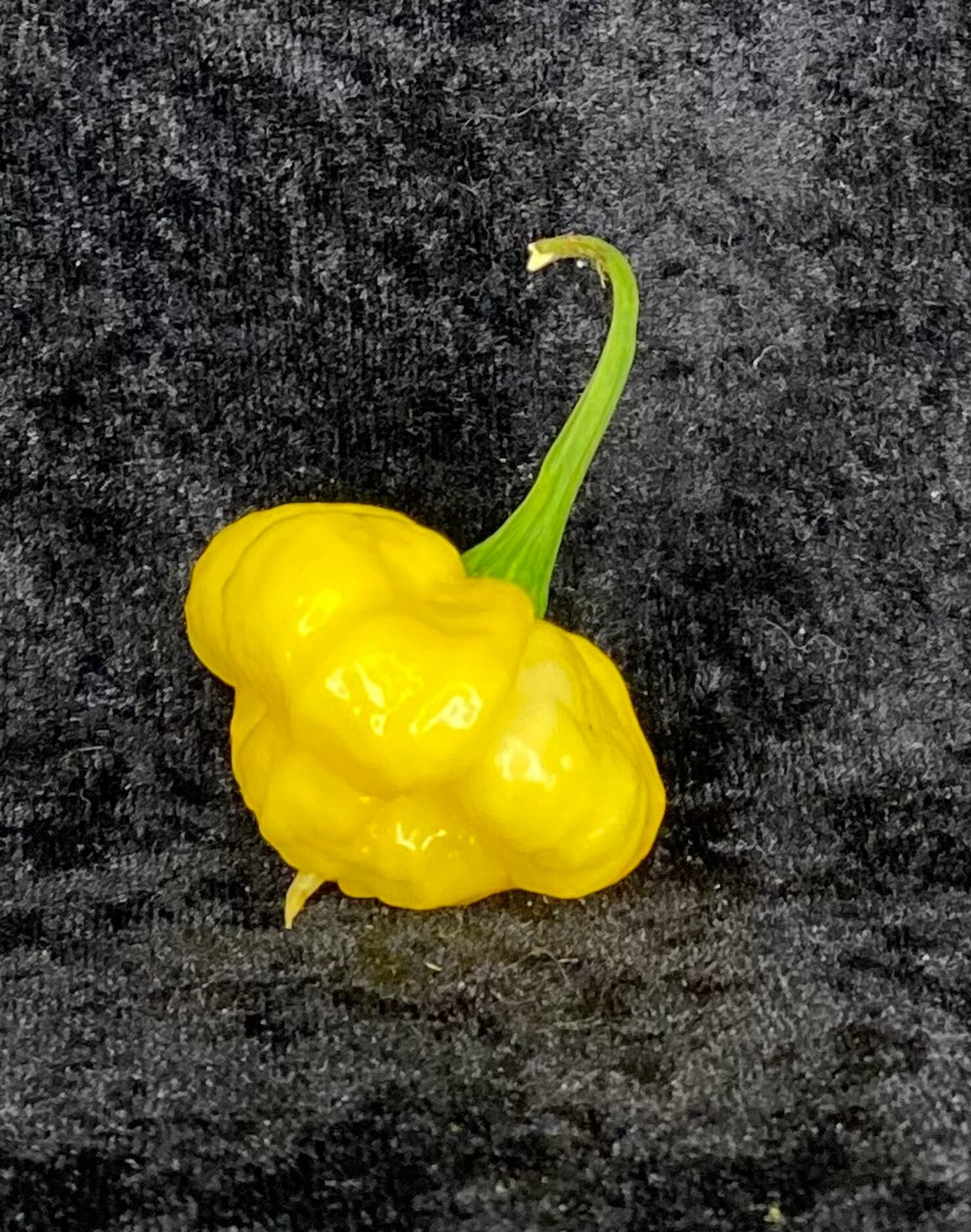 Lemon Starburst - C. chinense