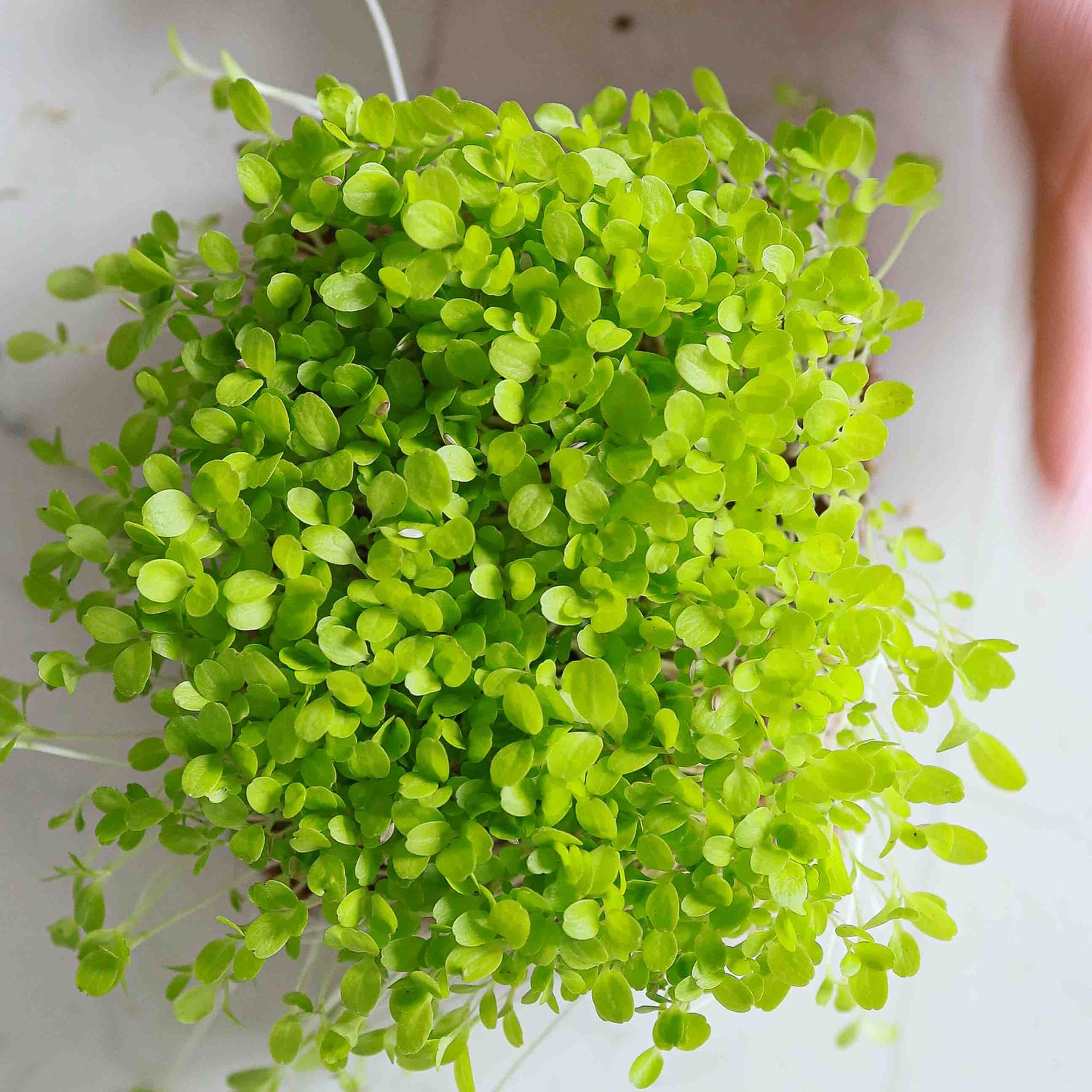 Mikro grønt - Crisp Salat - 25 gram