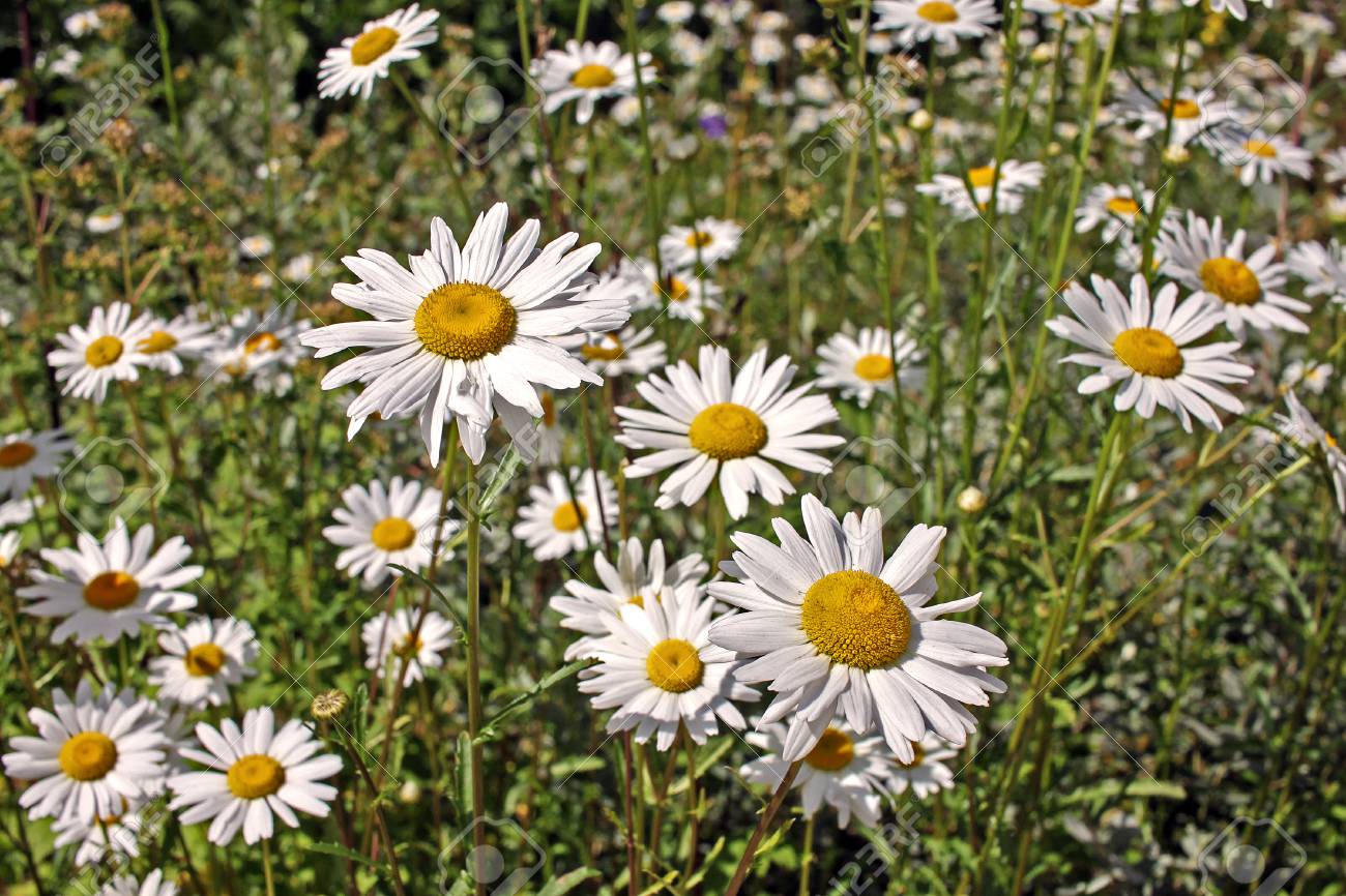 Marguerit - Hvid okseøje -Leucanthemum vulgare