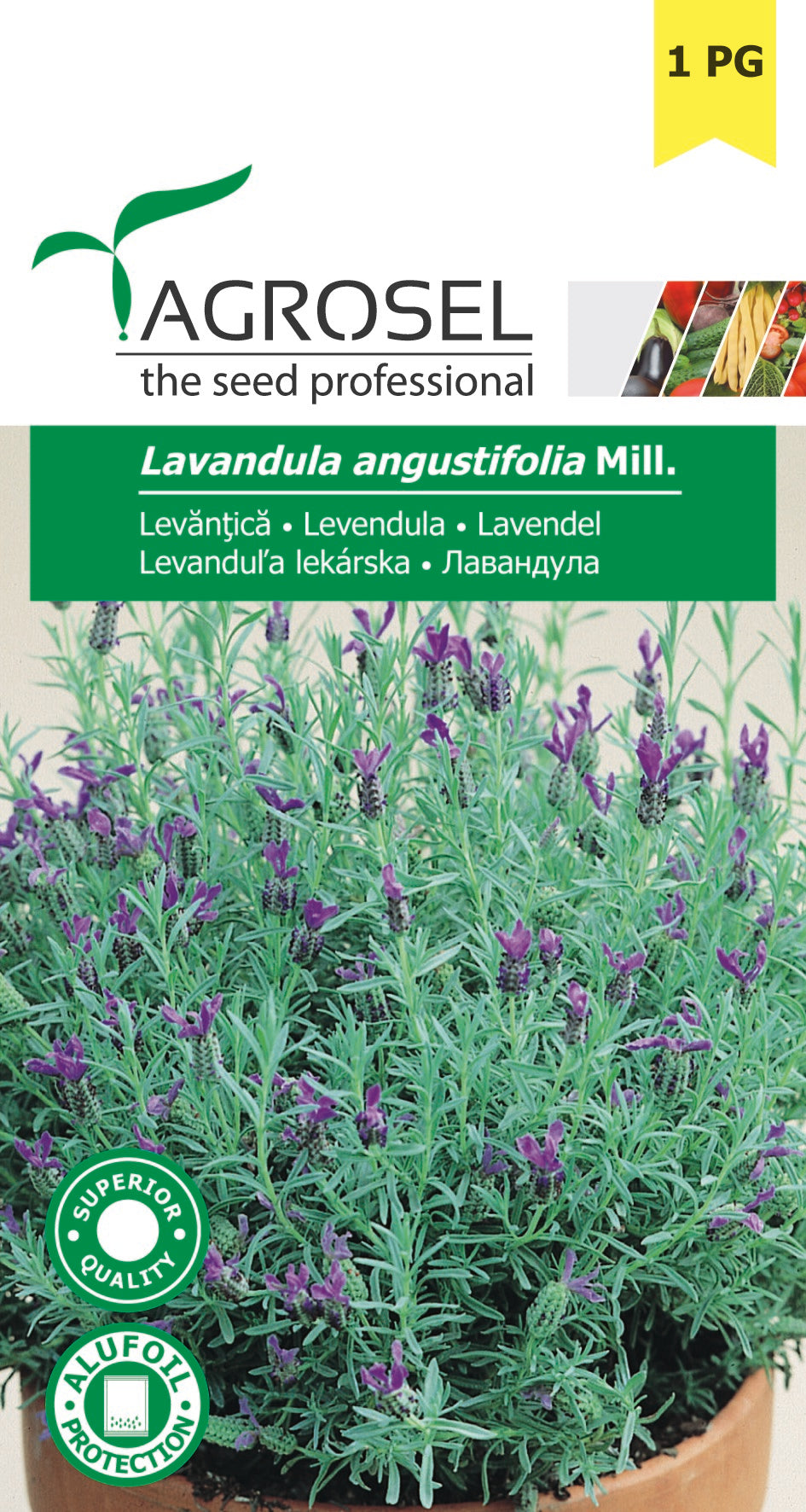 Lavendel - Lavendula Angustifolia