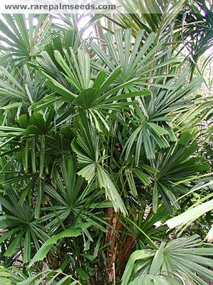 Golden Licuala - Licuala auriantiaca
