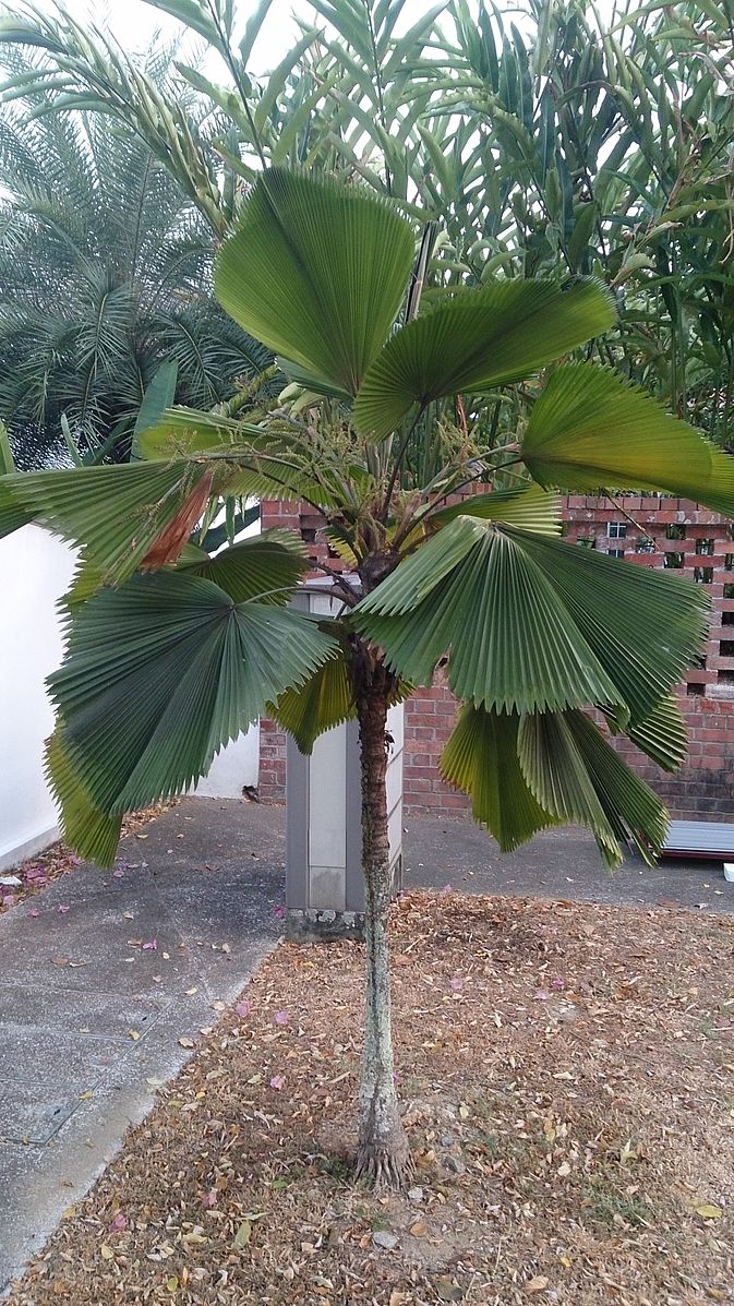 Thailandsk viftepalme - Licuala Peltata Var. Sumawongii - FRØ