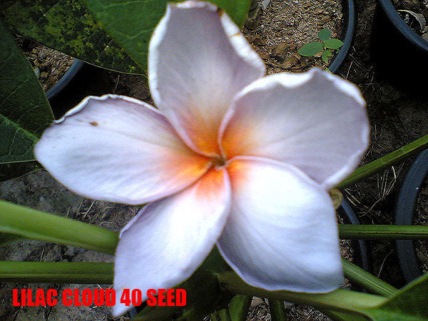 Plumeria -  Lilac Cloud