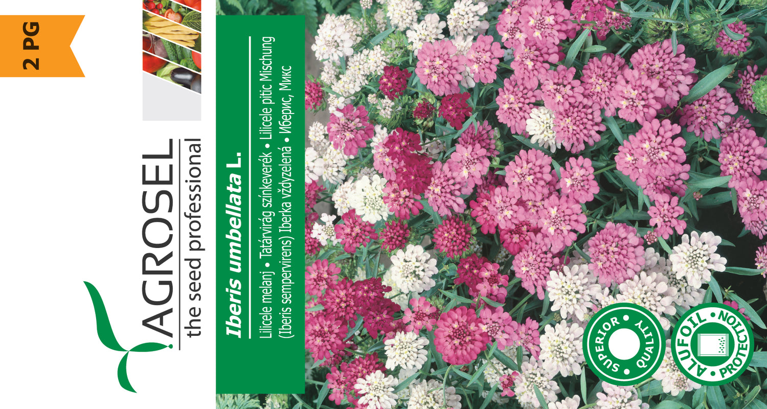 Iberis Umbellata Mix