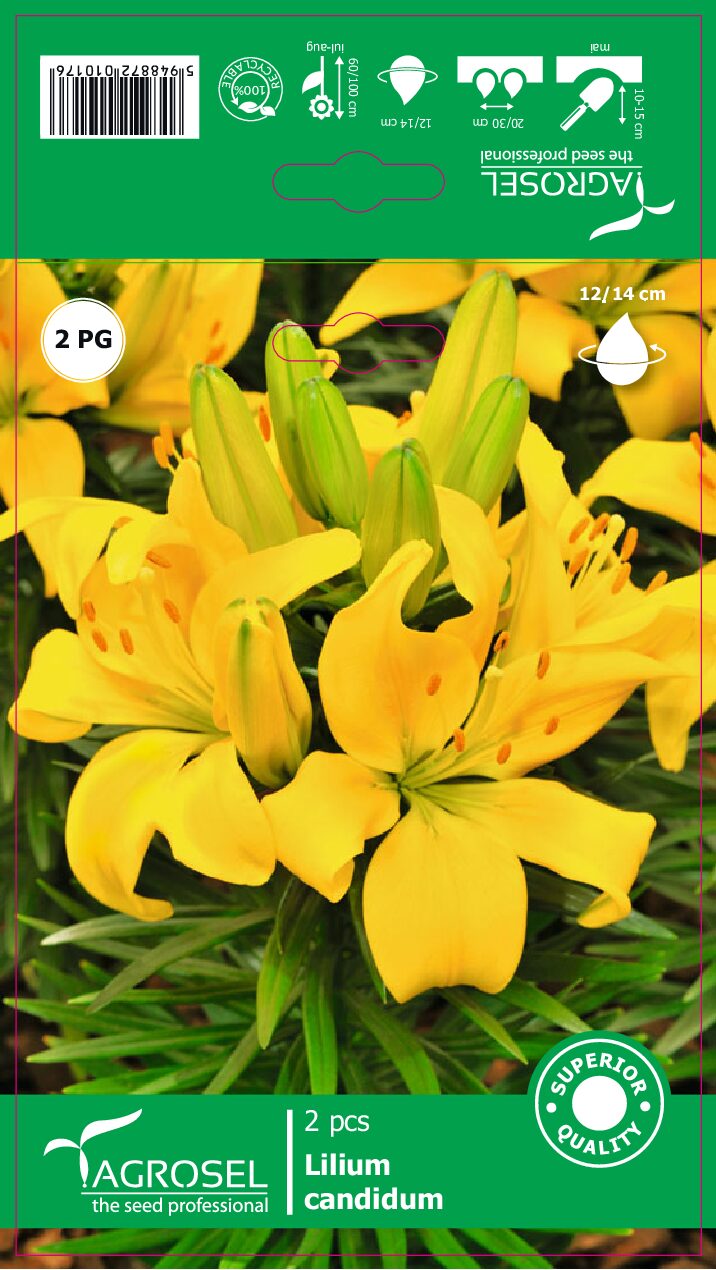 Madonnalilje - Yellow - Løg