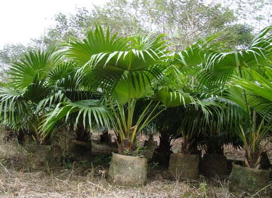 Kinesisk viftepalme - Livistona chinensis - FRØ