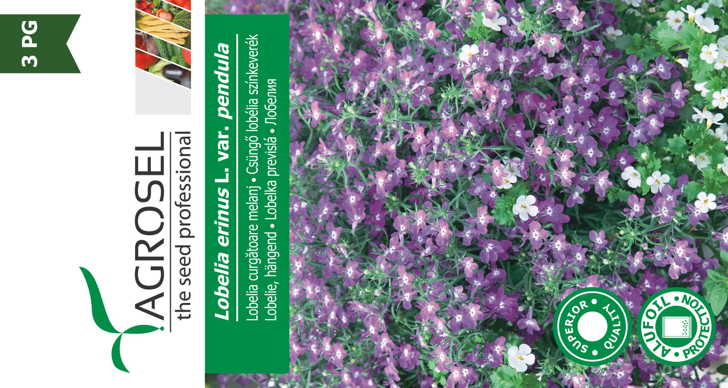 Kantlobelie - Lobelia Erinus
