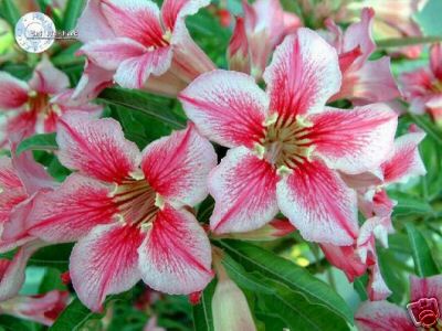 Ørkenrose - Adenium 'Love affairs of stars'