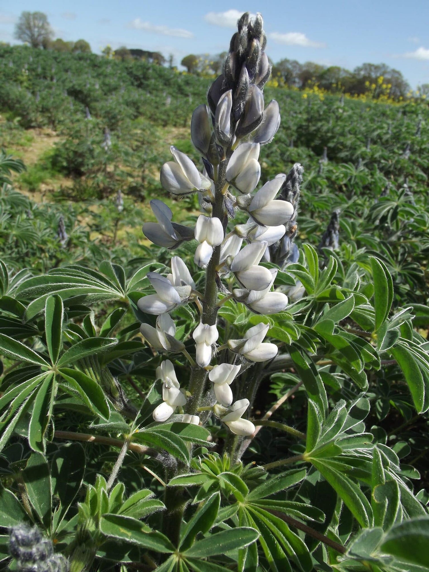 Spiselig Hvid lupin - Lupinus Albus - 100 GRAM