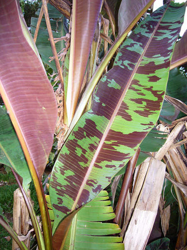 Blod Banan - Musa acuminata ssp. zebrina