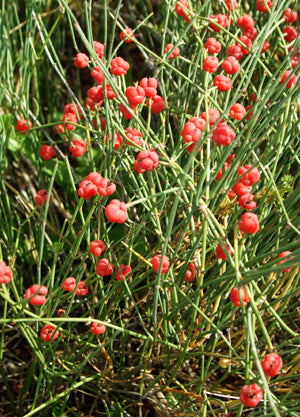 Ledris - Ephedra sinica