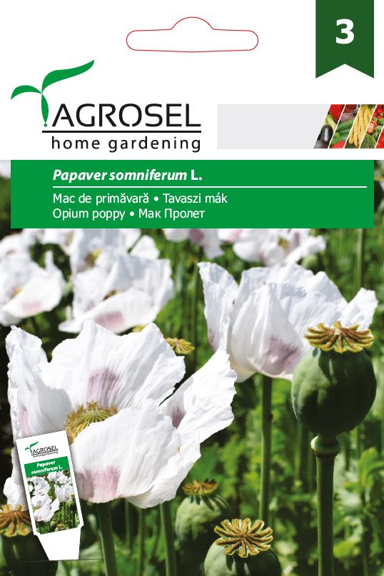 Opiums Valmue - Papaver somniferum L