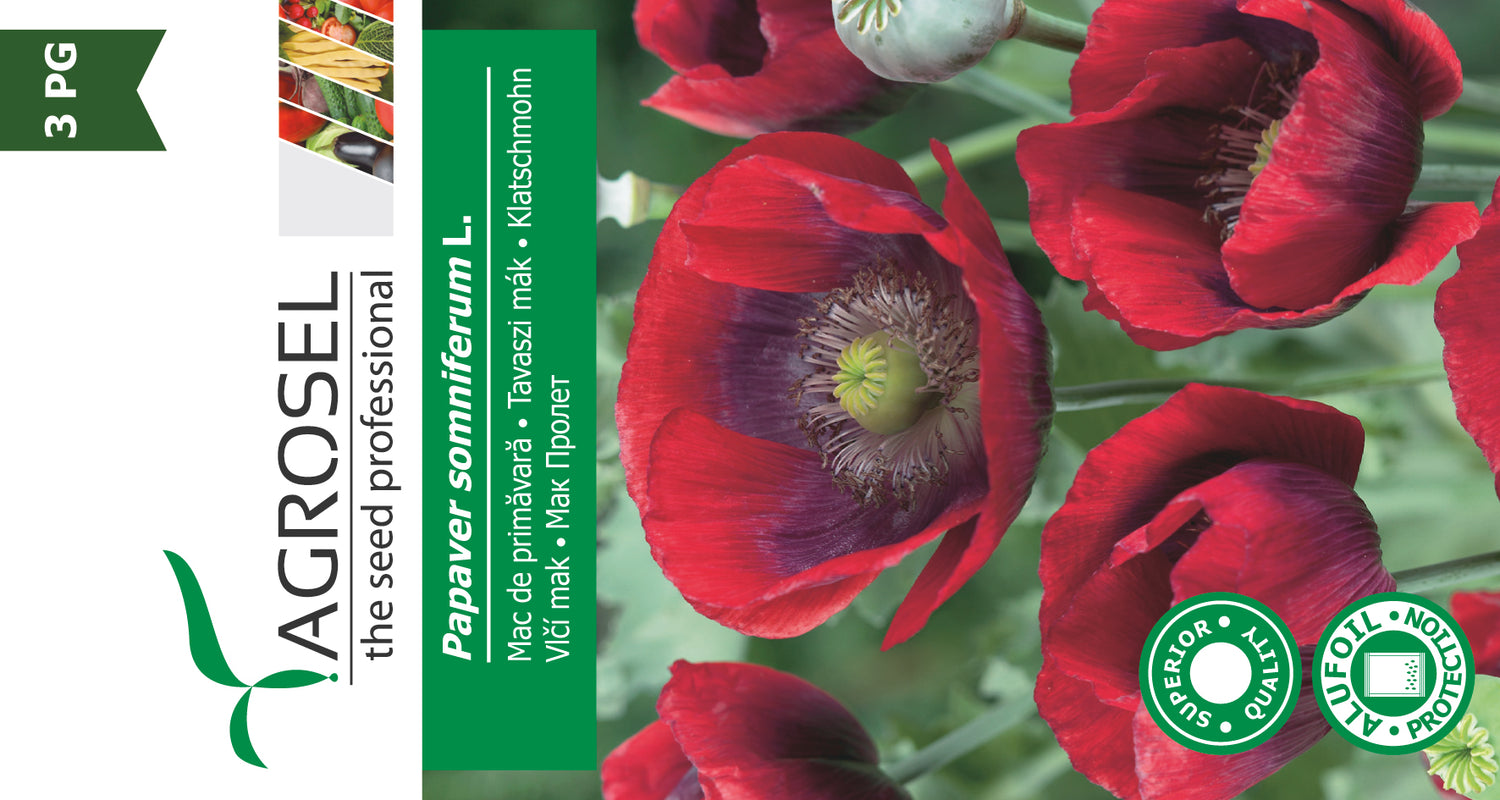 Rød Kæmpevalmue - Papaver Somniferum