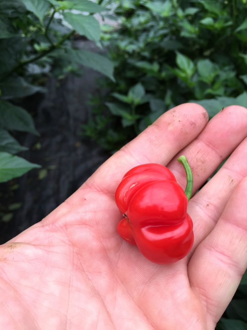 Macapá Red - 1 KG!!
