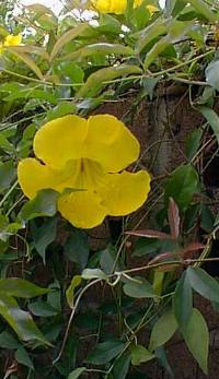 Cat's claw - Doxantha unguis-cati