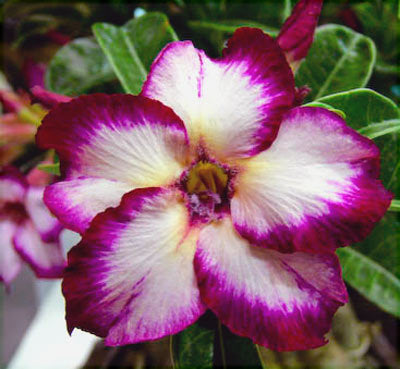 Ørkenrose - Adenium 'Magenta Windmill'