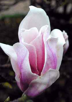 Magnolia Soulangeana - Europæisk magnolia