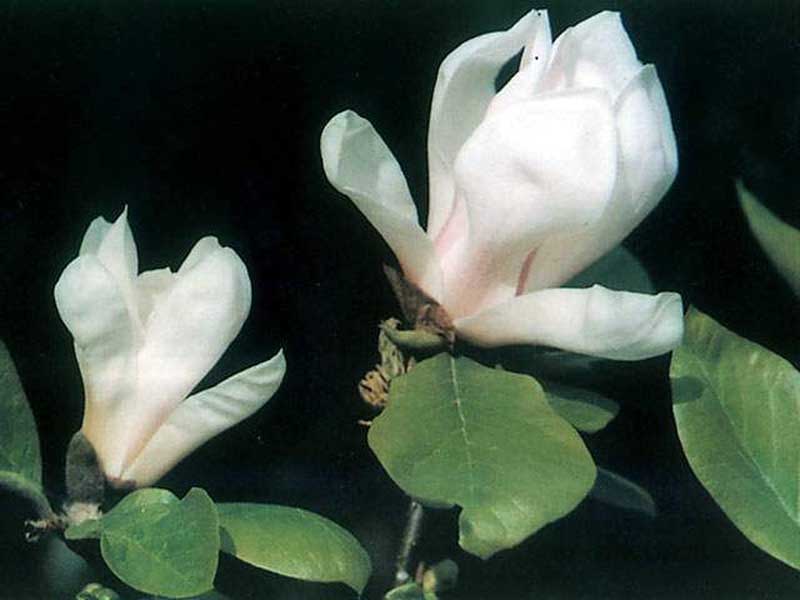 Magnolia Delavayi - Kinesisk Magnolie