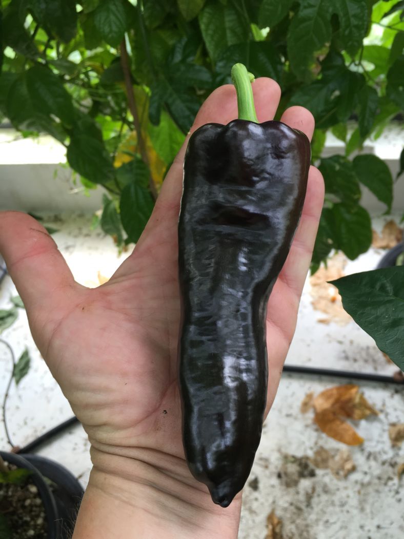 Marconi Purple - Sød Peber - 100 gram
