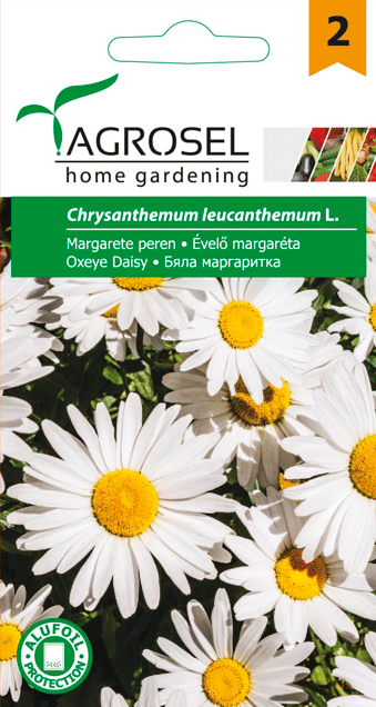 Chrysanthemum Leucanthemum