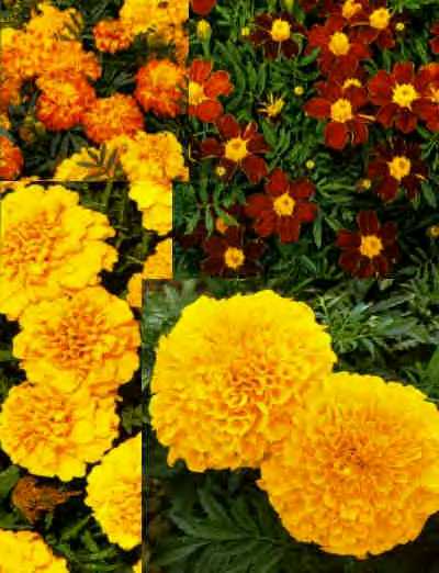 Tagetes - Blandede farver/varianter