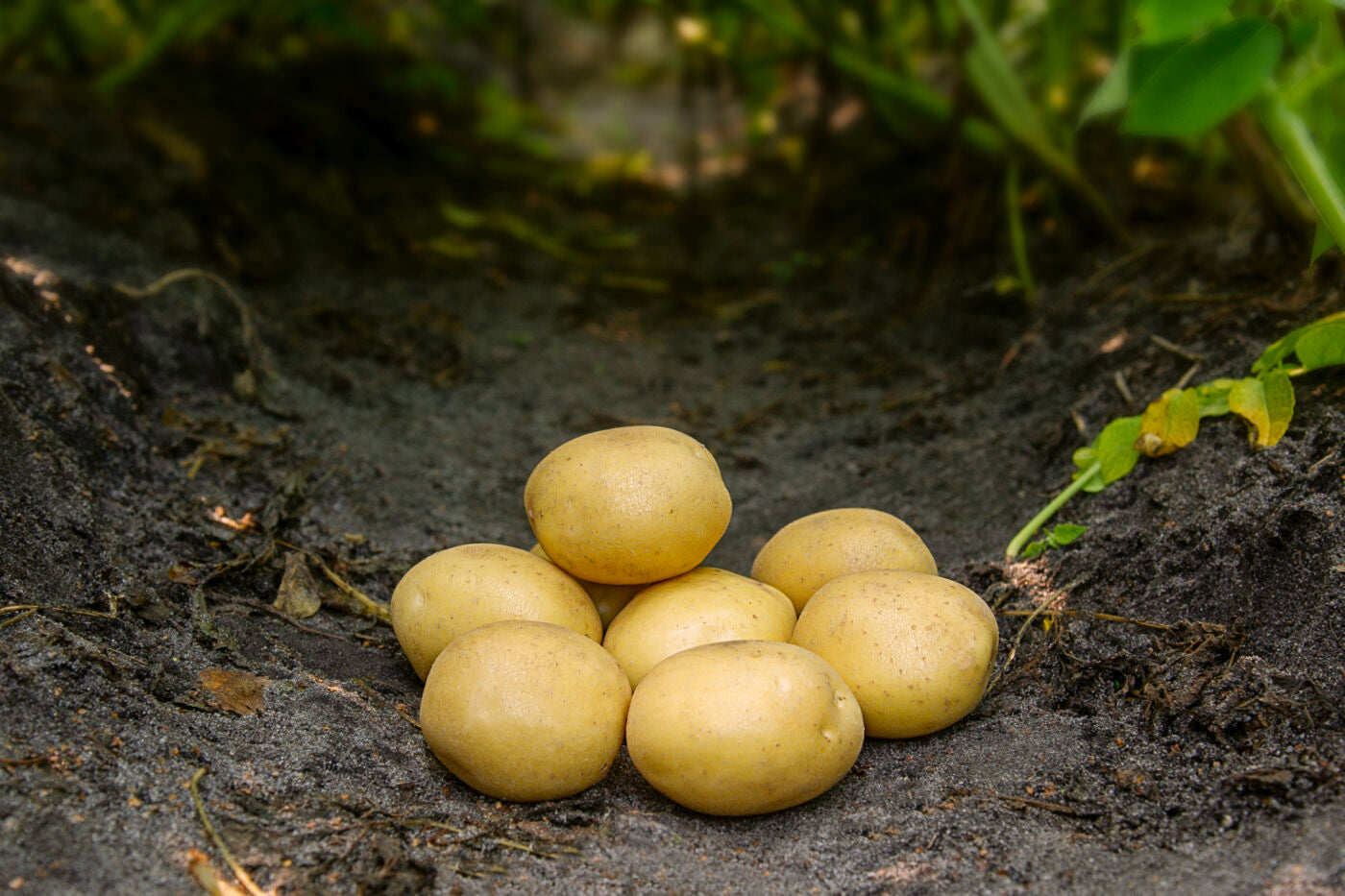 Bondens Bedste – MAYA 1,5 kg