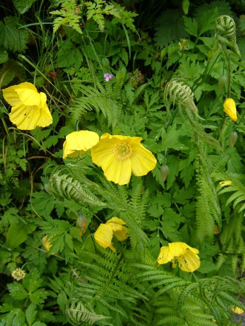 Skovvalmue - Meconopsis cambrica