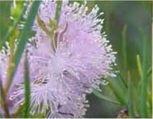 Melaleuca Radula