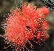 Melaleuca fulgens