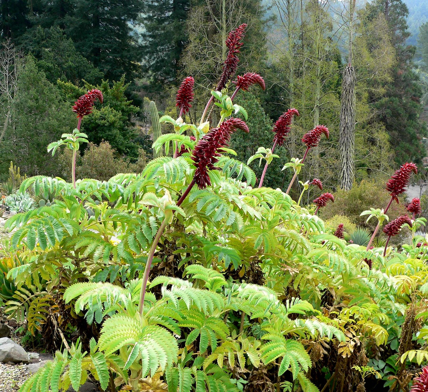 Honningbusk - Melianthes major