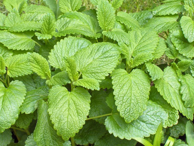 Citronmelisse - Melissa officinalis L.