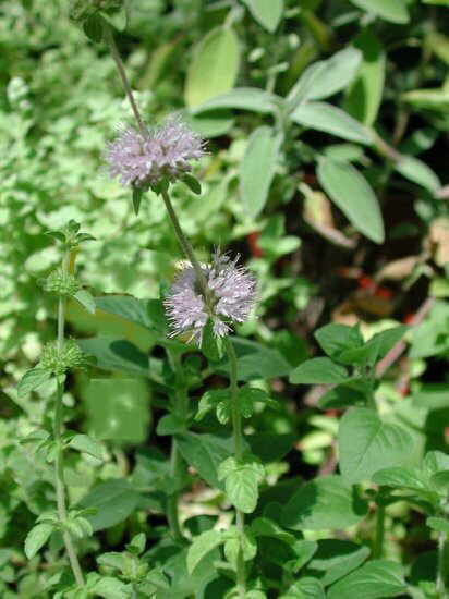 Polej Mynte - Mentha pulegium