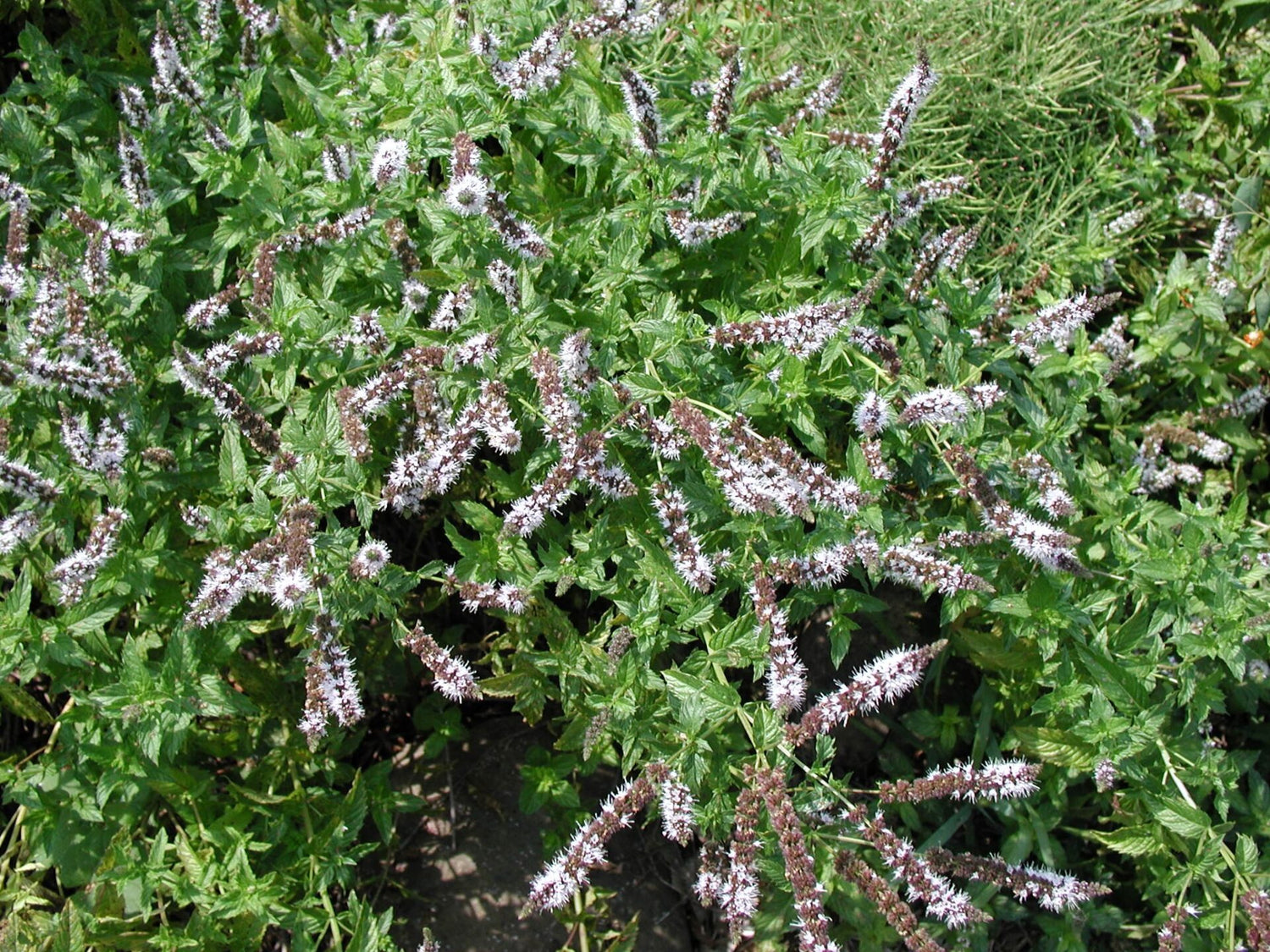 Grøn Mynte - Mentha spicata