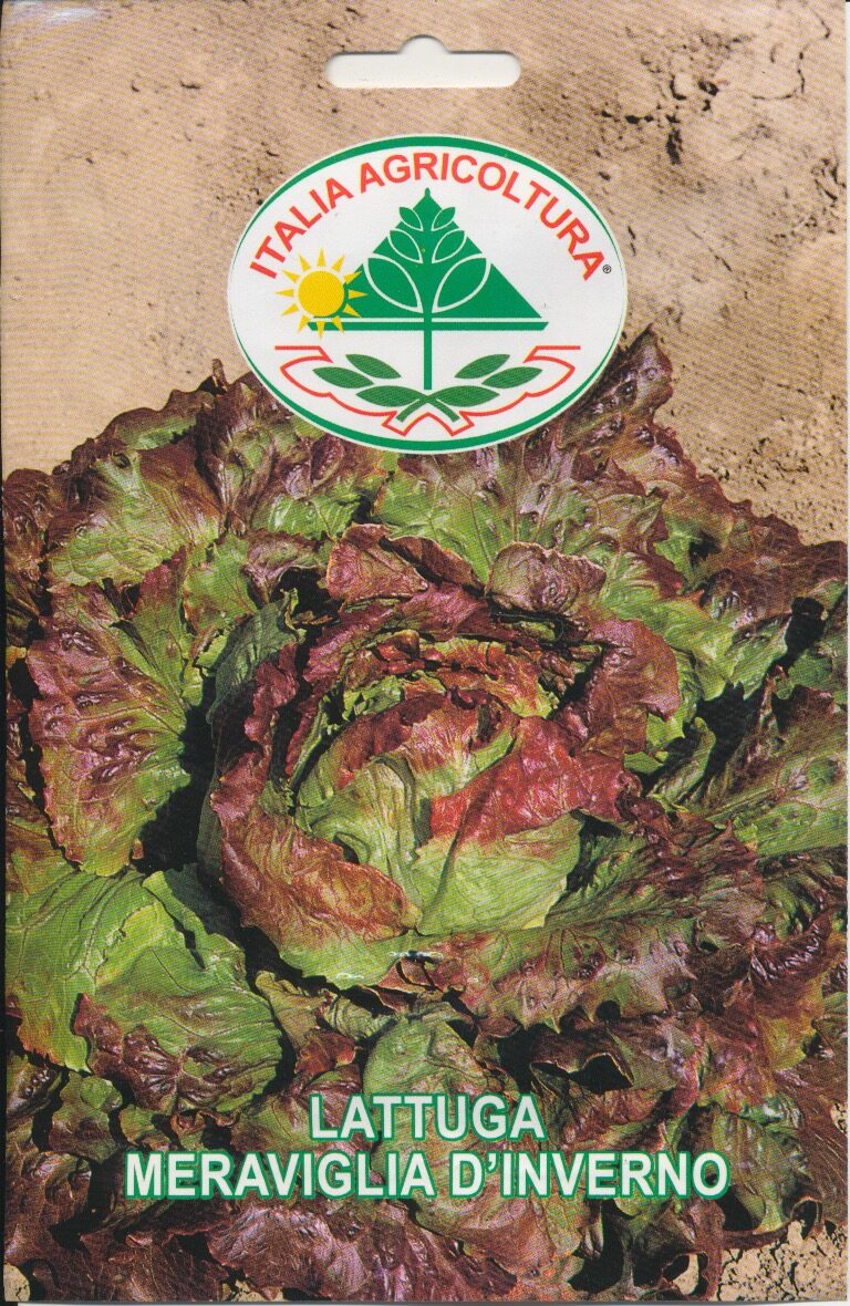 Salat, Blad - Meraviglia D'Inverno
