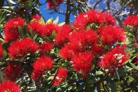 Pohutukawa - Metrosideros excelsa