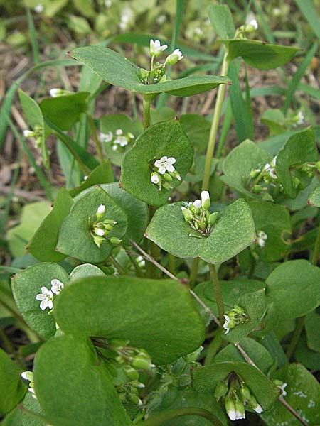 Vinterportulak - Claytonia perfoliata