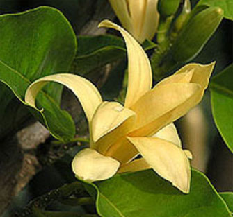 Tempelblomst - Michelia champaca