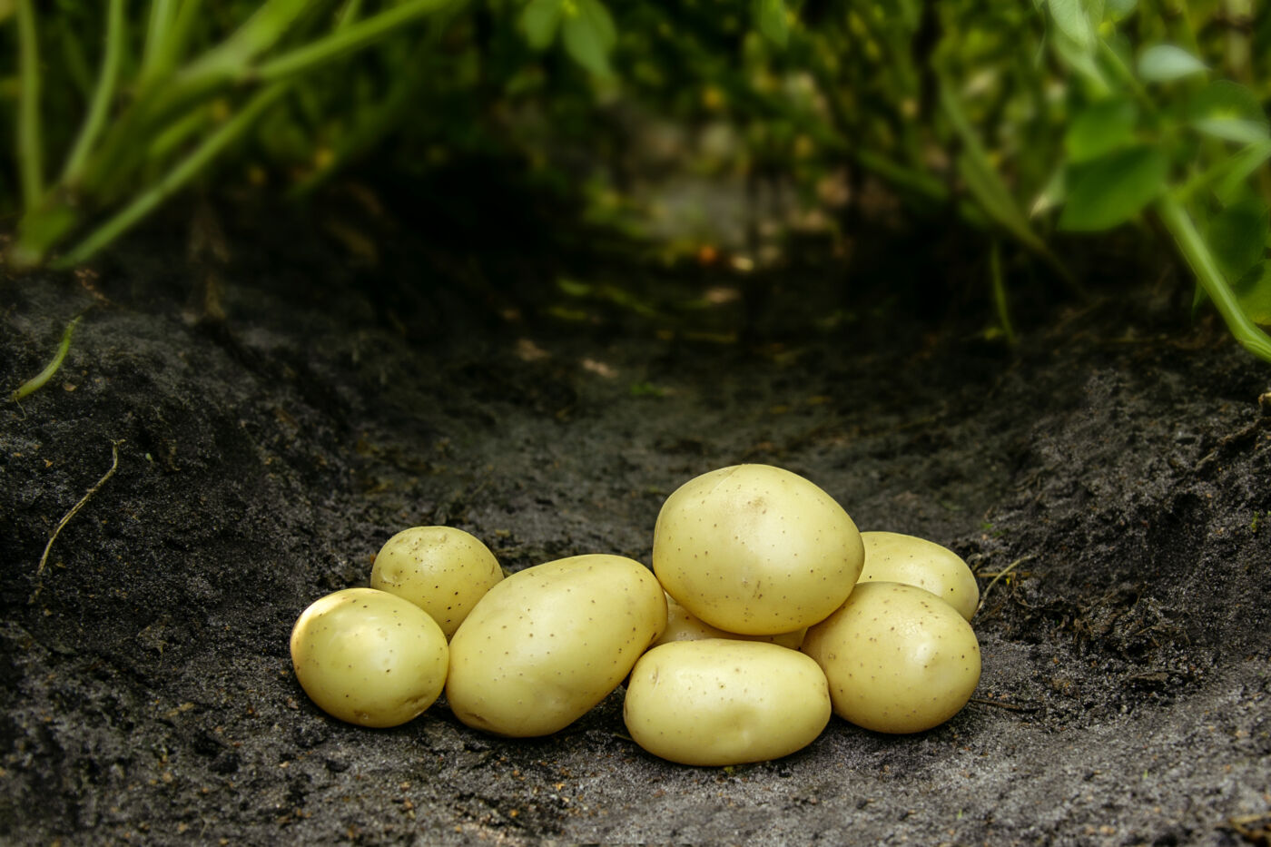 Bondens Bedste – MIKADO 1,5 kg